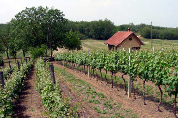 vinograd