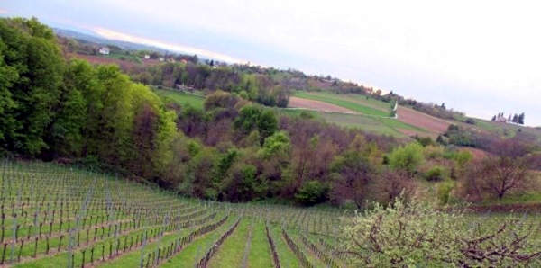 portal o vinu