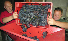 portal o vinu