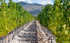 vinograd na Crnopodu