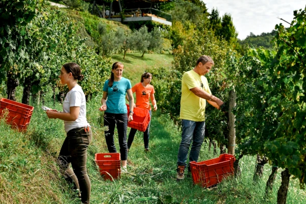 berači beru ručno