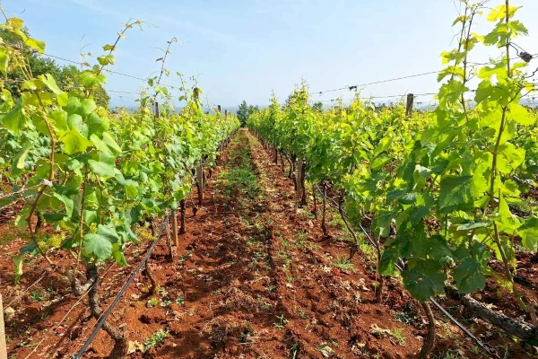 loza u vinogradu