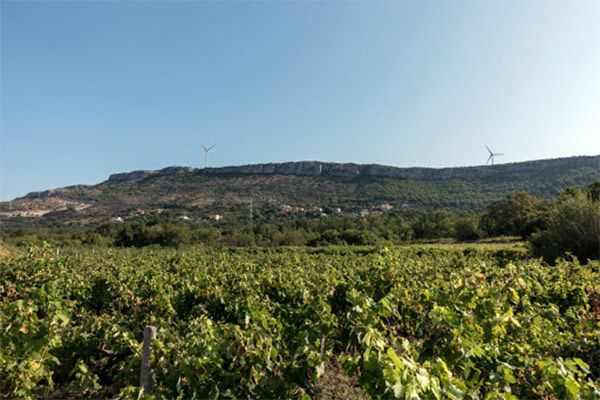 vinograd