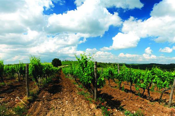 vinograd