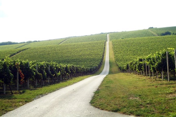 cesta kroz vinograd