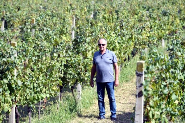 u vinogradu
