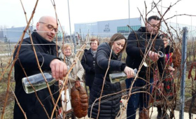 u vinogradu