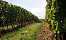 vinograd