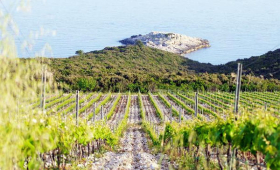 vinograd