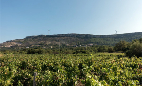vinograd