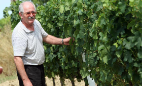 u vinogradu