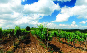vinograd