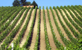 vinograd