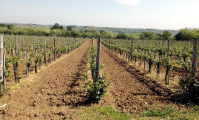 vinograd