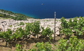 vinograd