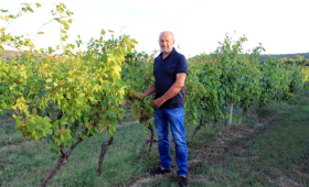 u vinogradu