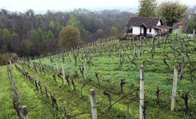 vinograd