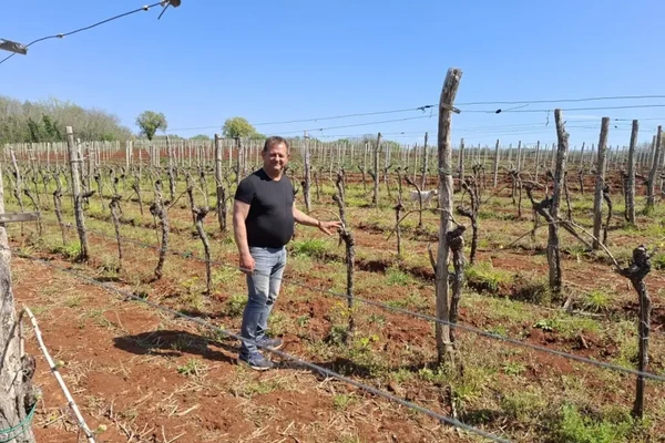u vinogradu